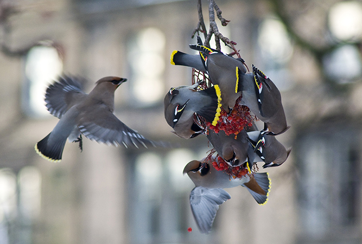 Waxwings