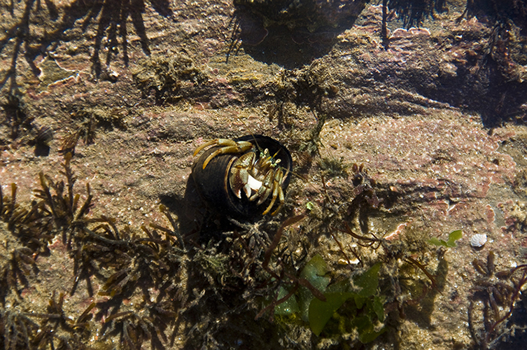 Hermit Crab
