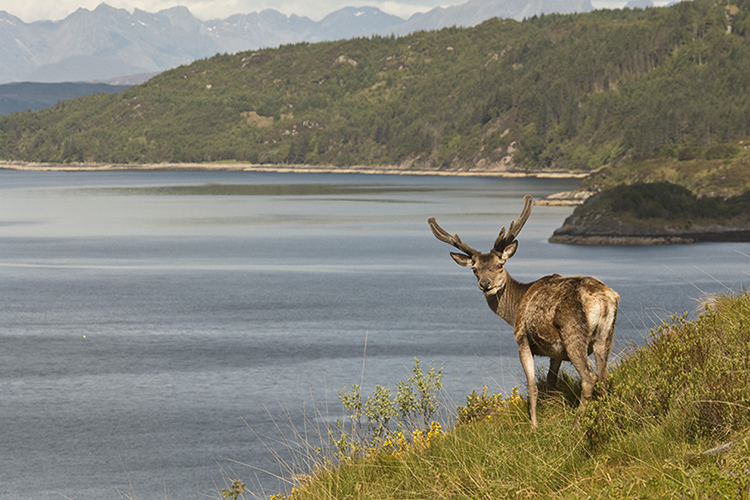 Glenelg Stag