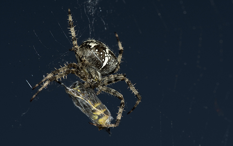 Spider Lunch