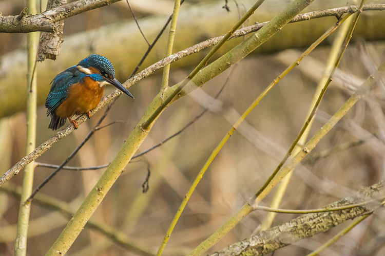 Kingfisher