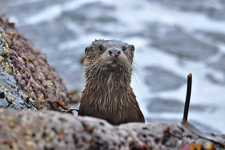 Otter