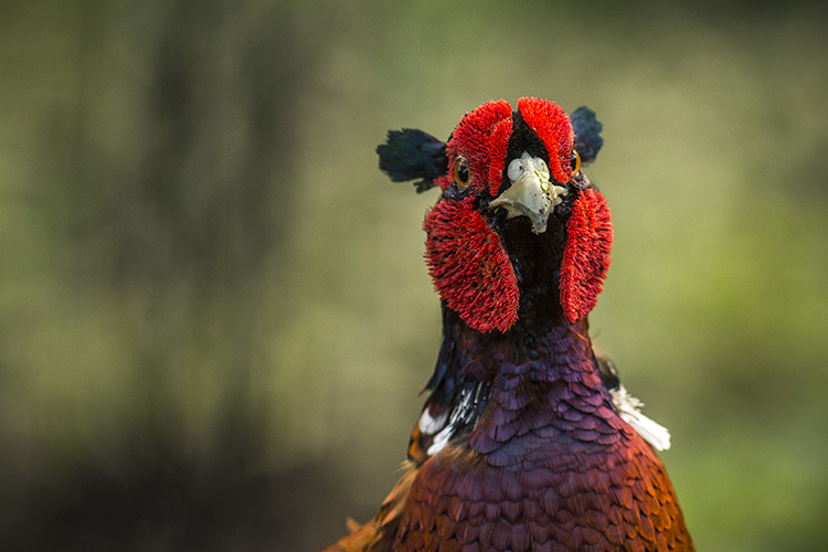 Proud Pheasant