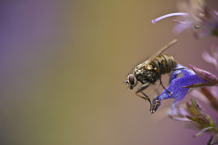 Fly on the Edge