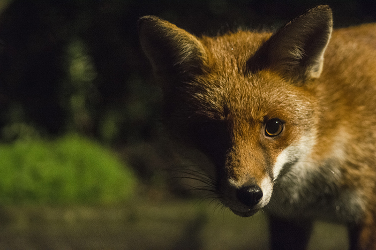 Foxy