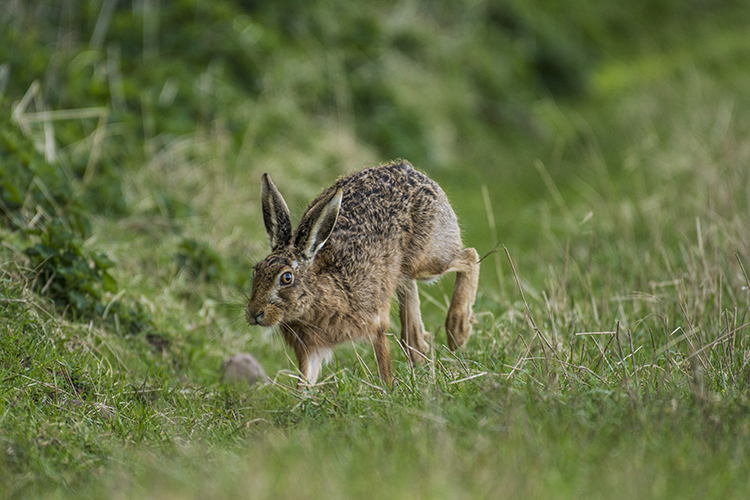 Brown Hare