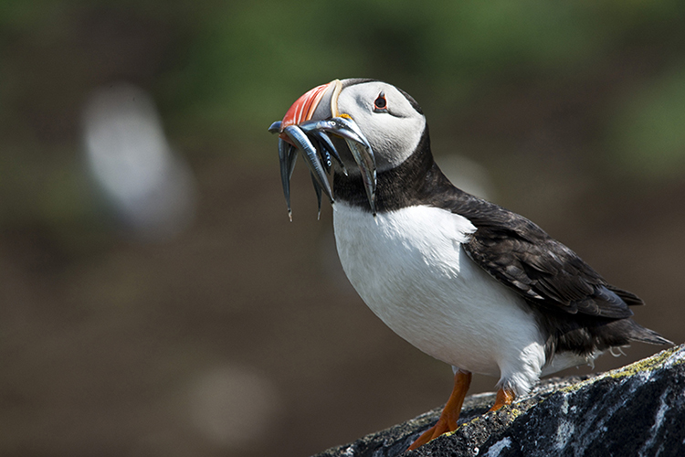 Puffin