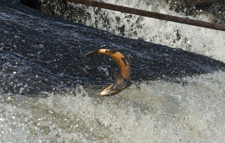 Leaping Salmon