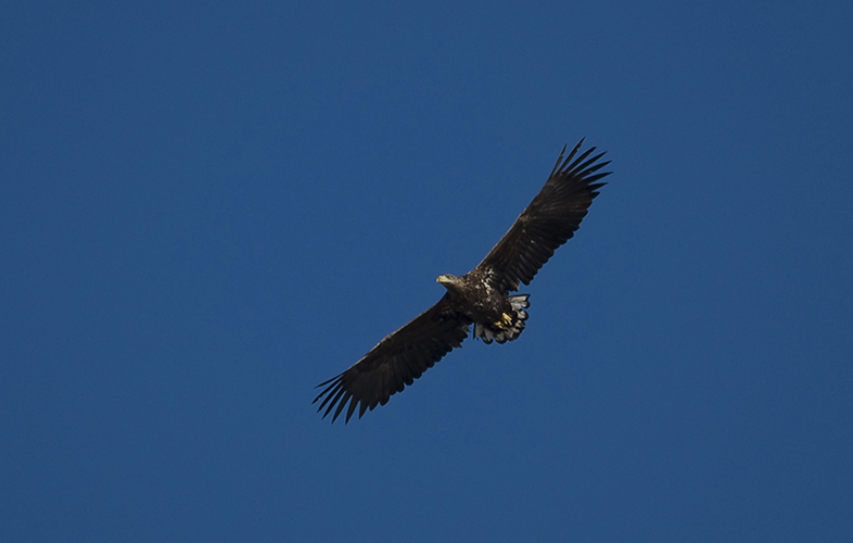 White-tailed Eagle