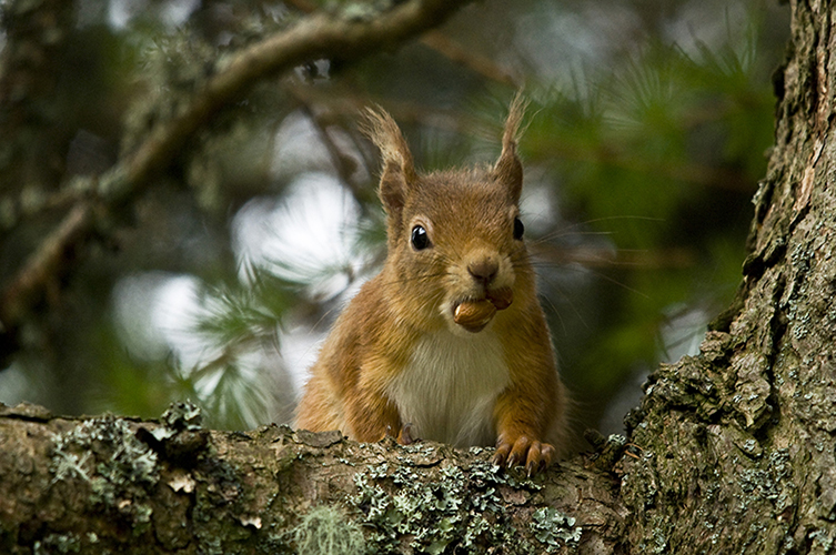 Nutty Squirrel